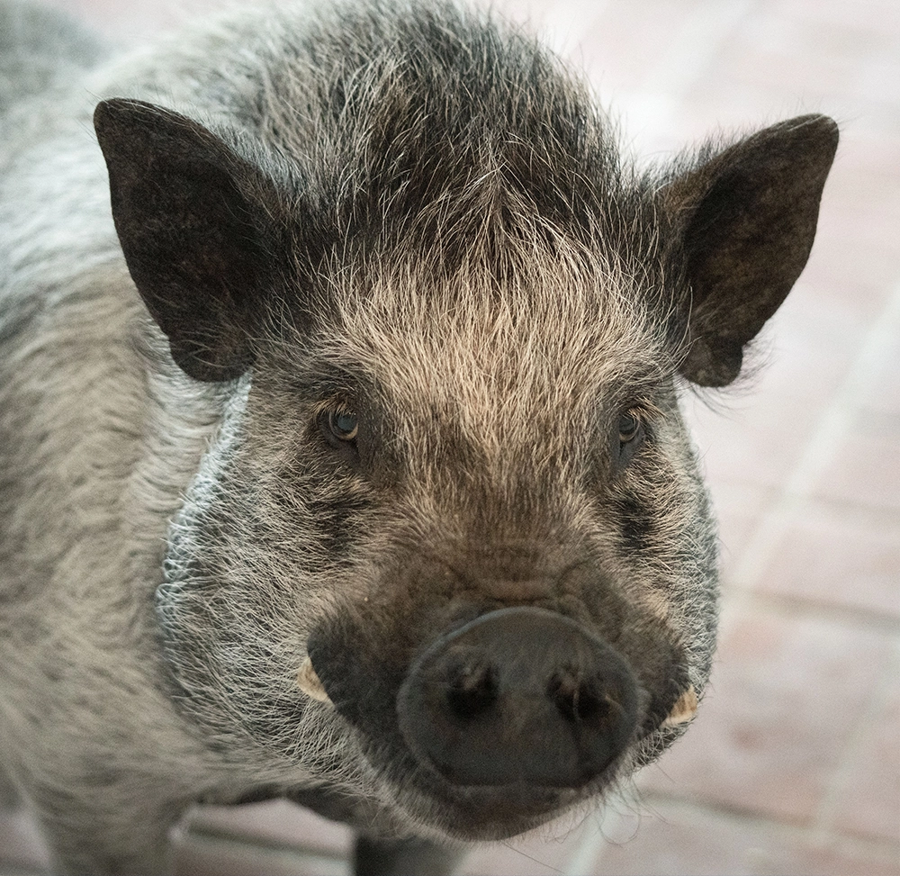pumba